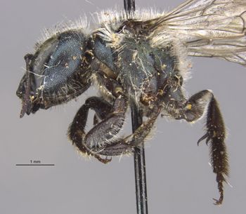 Media type: image;   Entomology 30092 Aspect: habitus lateral view